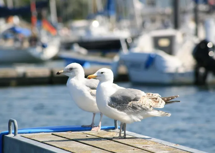 Apartment Appartementhaus Zum Strandkorb Ostseebad Kühlungsborn